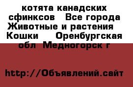 котята канадских сфинксов - Все города Животные и растения » Кошки   . Оренбургская обл.,Медногорск г.